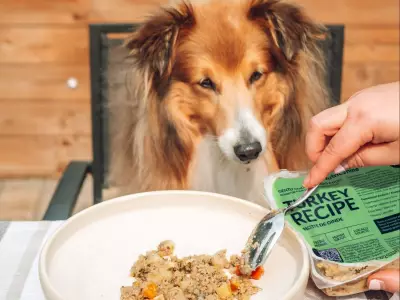 Toronto Waives Adoption Fees for Large Dogs to Find Forever Homes