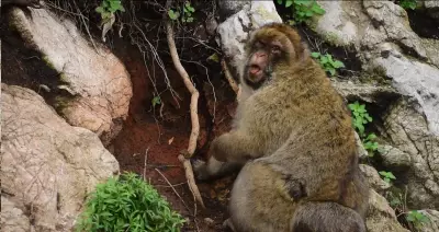 Tourist Junk Food Leads Monkeys to Eat Dirt, Study Reveals