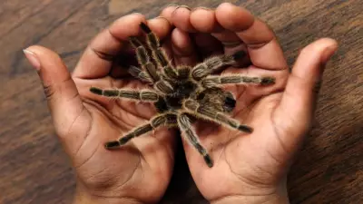 Train Driver's 'Spidey-Sense' Leads to Discovery of Box Full of Tarantulas