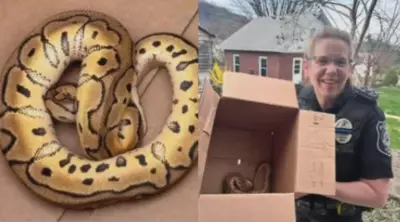 Uber Driver Discovers Python Left by Passengers After Philadelphia Reptile Show