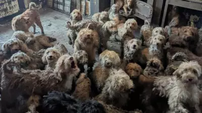 UK Animal Charity Rescues Over 250 Dogs from Single Home in Major Operation