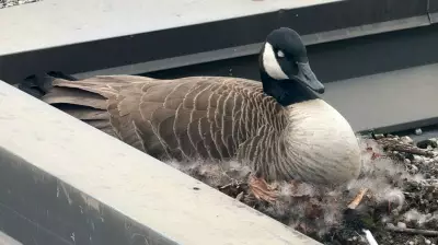 University of Waterloo Launches 'Waddleloo' Map to Help Students Avoid Aggressive Geese