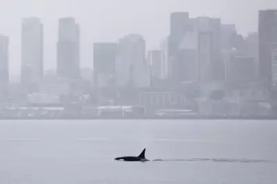 Unprecedented Orca Pod Visits Seattle, Thrilling Local Whale Watchers
