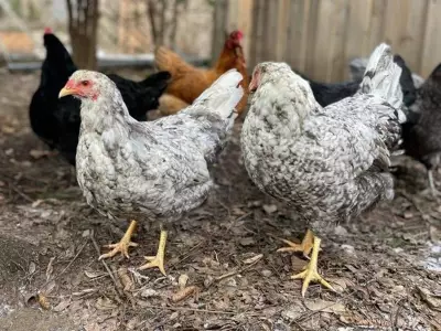 Urban Chicken Coops Spark Debate in Calgary's Residential Areas