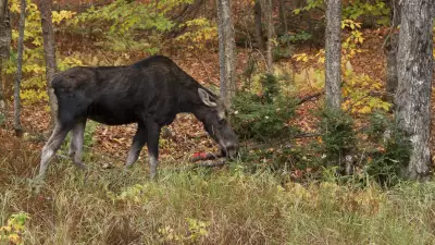 U.S. Hunter Fined $28,750, Banned from Ontario Hunting for 10 Years Over Illegal Moose Kill