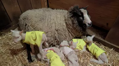 Vermont ewe gives birth to rare sextuplets, all doing well