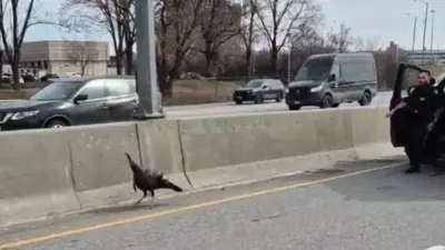 Wild Turkey Dies on Ottawa Highway Despite Police Rescue Attempts