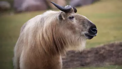 Wilder Institute/Calgary Zoo to Welcome 'Perfectly Peculiar' Sichuan Takin This Summer