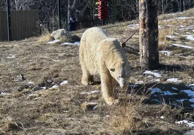Wilder Institute/Calgary Zoo Unveils New Polar Bear Yelle, Described as 'The Extrovert'
