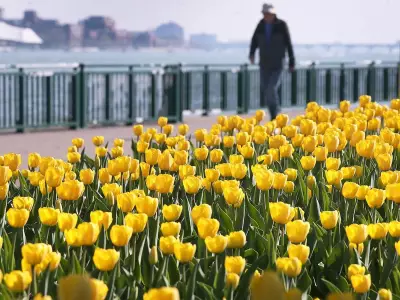 Windsor Named Canada's Top Pollen Hotspot for Allergy Sufferers