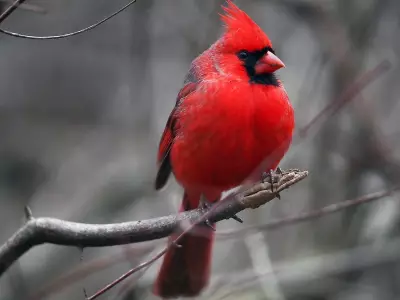 Windsor Residents Advocate for Ojibway Park Expansion and Global Peace