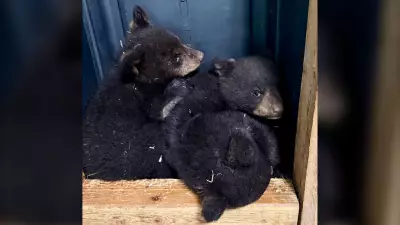 Winnipeg Bear Rescue Offers Reward for Illegal Shooting Information