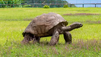 World's Oldest Tortoise Jonathan Alive and Well, Dispelling Death Rumors