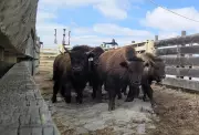 Alberta Wood Bison Calves Relocated to Alaska in Conservation Effort