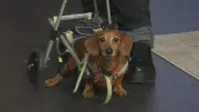 Atlantic Canadian Dachshund Rescue Marks 25 Years of Saving Dogs in Need