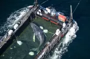 Barge Carries Timmy the Humpback Whale to North Sea