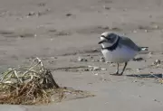 Barrie and Wasaga Beach Collaborate with Birds Canada to Save Endangered Piping Plovers