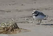 Barrie and Wasaga Beach Partner with Birds Canada to Protect Endangered Piping Plovers