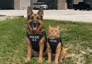 Barrie Police Service Joins April Fools Fun with Feline and Canine Prank