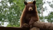 B.C. Bear Sanctuary Anxiously Awaits Answers After Sudden Deaths of 5 Bears