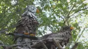 B.C. Father Builds Bird Sculptures to Honor Late Son