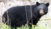 Bear Season Tips: How to Avoid Black Bears in Eastern Ontario