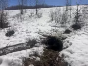 Black Bear and Cubs Shot Dead Near Lorenzo, Sask.: SaskTip