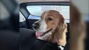 Bobbi the Dog Rescued from Ice Floe in Thunder Bay, Ontario