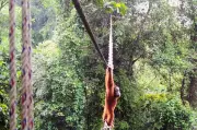 Camera Trap Shows Sumatran Orangutan Using Canopy Bridge in Indonesia
