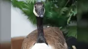 Canada Goose Nest Persists on Downtown Calgary Condo Balcony, Defying Urban Norms