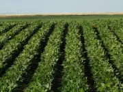 Canada's $20-Billion Spring Megaproject: The Quiet Agricultural Revolution