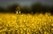 Canada's GMO Mustard Battle: Dijon and Canola Clash Over Agricultural Future