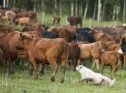 Canadian Beef Industry Faces Structural Challenges as Imports Debate Heats Up