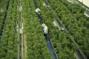 Canadian Cannabis Firms Surge After U.S. Drug Reclassification