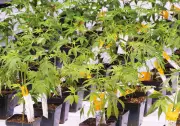 Cannabis drug companies eye IPOs, funding after U.S. reclassification