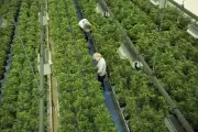 Cannabis Shares Slide After Initial Rally on Narrow U.S. Rescheduling