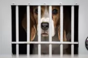 Clashes Erupt as Protesters Attempt to Storm Wisconsin Beagle Research Facility