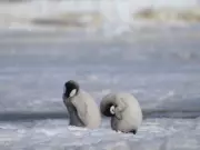Climate Update: Emperor Penguins Endangered, Vancouver Goes Solar, El Niño Looms