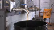 Cold Spring Delays Maple Syrup Season, Worrying Maritime Producers