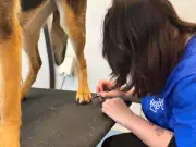 Conestoga College Launches Affordable Pet Grooming Program in Kitchener