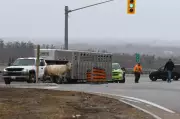 Cow Blocks Highway 11 in Orillia, Causing Traffic Disruption