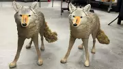 Coyote Decoys Used Outside Halifax Clinic to Deter Geese