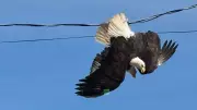 Dramatic Rescue of Two Bald Eagles from Powerlines in Surrey, B.C. on Easter Sunday