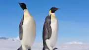 Emperor Penguins Join Polar Bears as Endangered Species Due to Climate Change