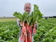Essex County Rhubarb Farmer Reaps Bountiful Harvest Amid Tariff Concerns