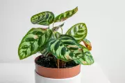 Expert Guide to Diagnosing and Treating Common Houseplant Diseases