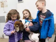 Five Beagles Rescued from Research Labs Find Foster Homes in Calgary