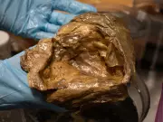 Golden Orb Found 3km Underwater Identified as Rare Deep-Sea Cnidarian