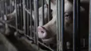 GOP Farm Bill Provision Could Overturn State Pig Confinement Bans
