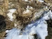 Gopher Infestations Cost Saskatchewan Farmers Thousands in Crop Damage